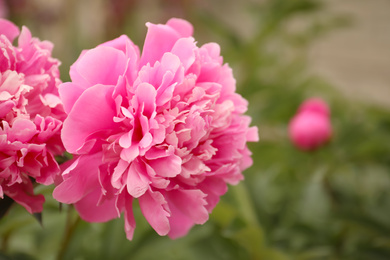 Beautiful blooming pink peony outdoors, closeup. Space for text