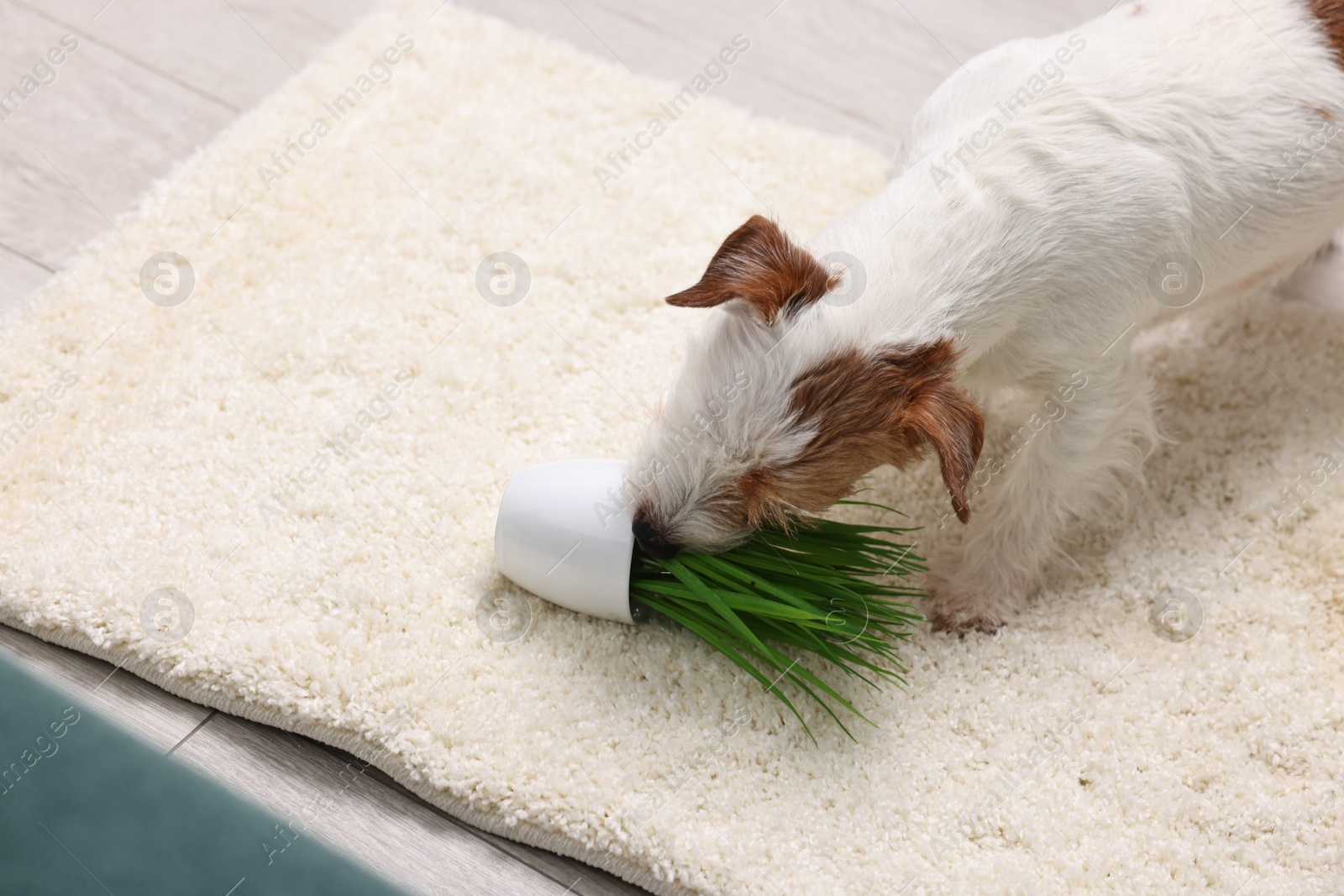 Photo of Cute dog near overturned houseplant on rug indoors. Space for text