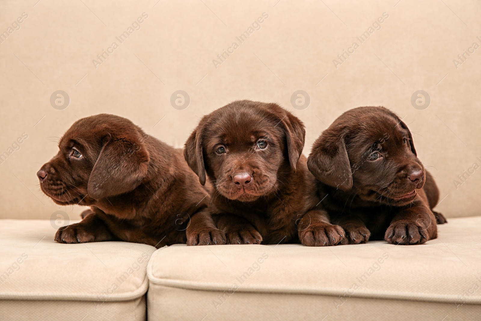 Photo of Chocolate Labrador Retriever puppies on soft sofa