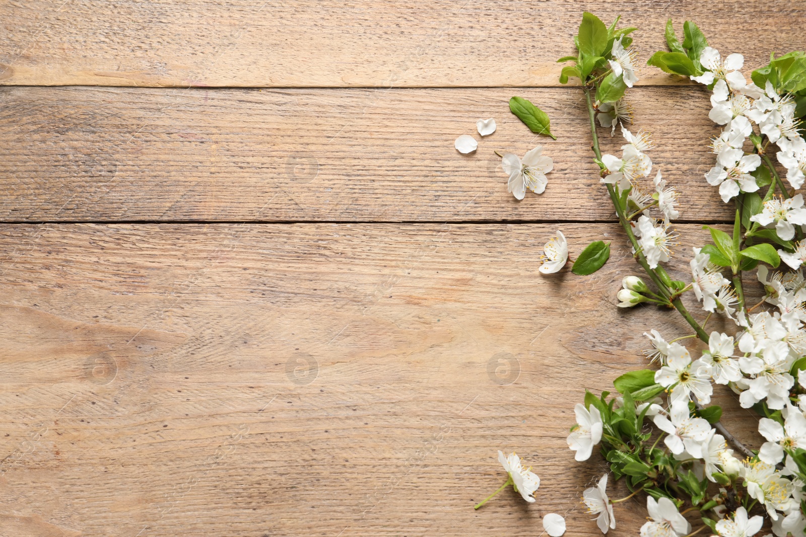 Photo of Cherry tree branches with beautiful blossoms on wooden table, flat lay. Space for text