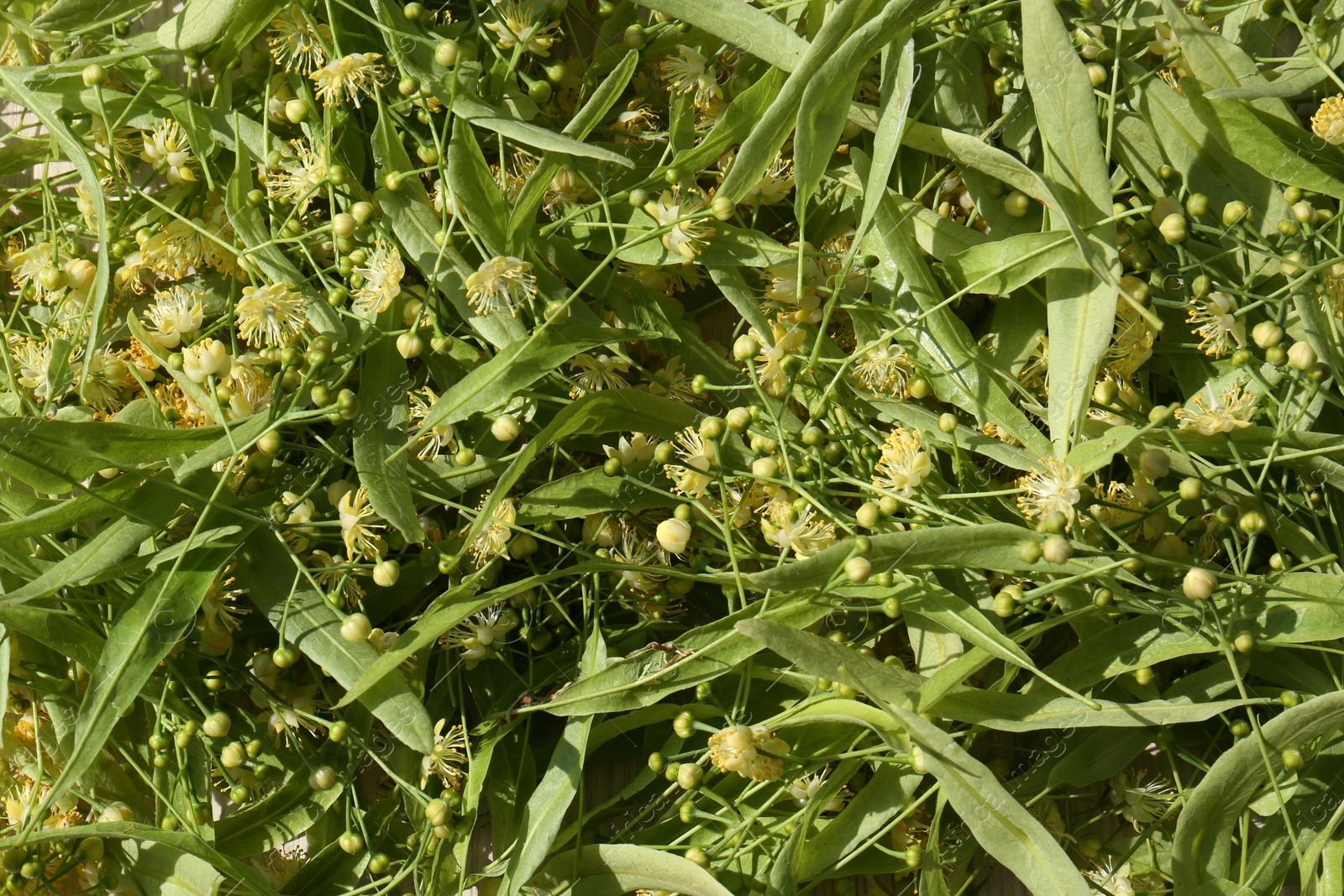 Photo of Beautiful linden blossoms and green leaves as background, top view