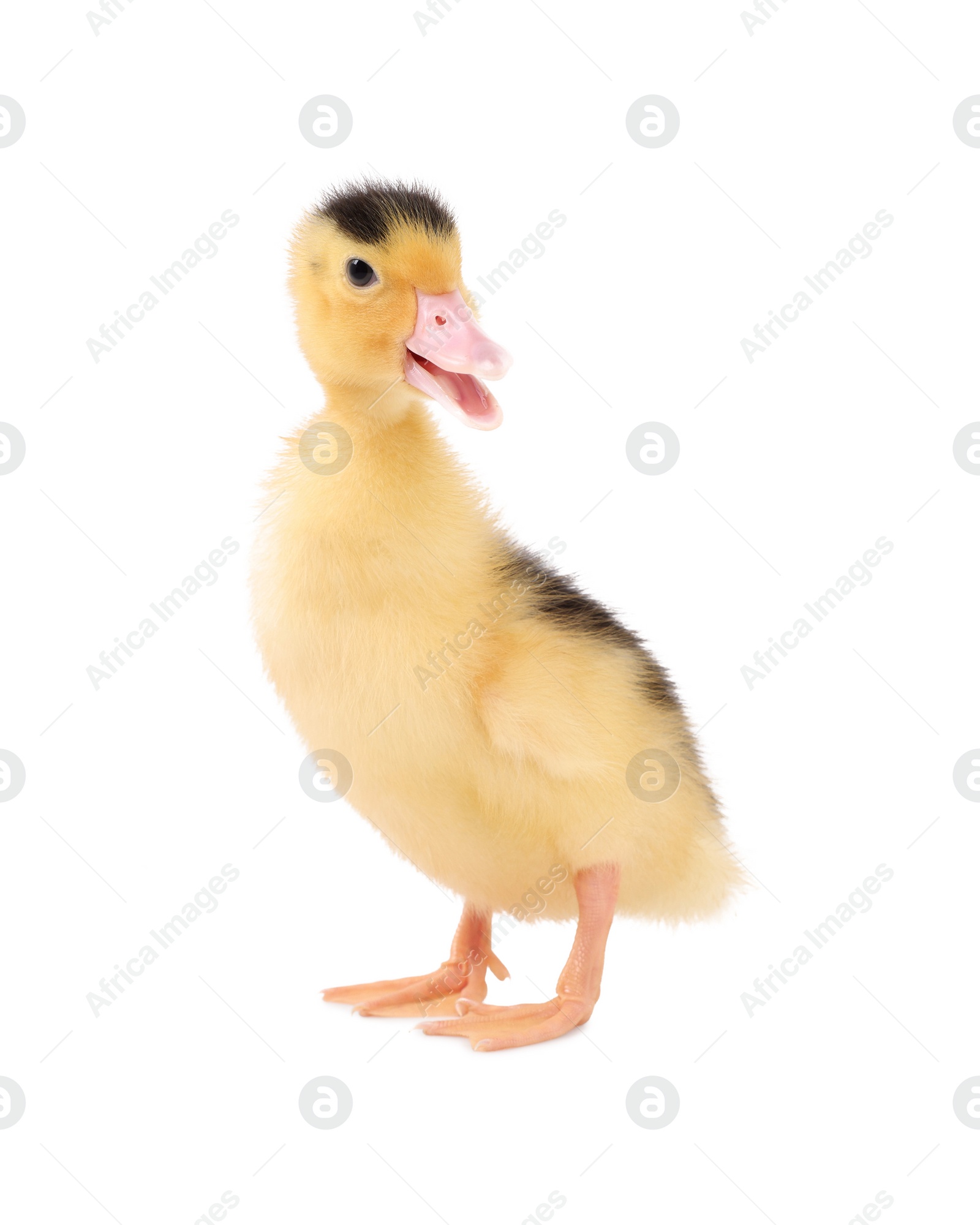 Photo of Baby animal. Cute fluffy duckling on white background