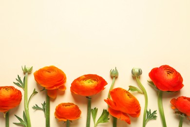 Beautiful ranunculus flowers on beige background, flat lay. Space for text