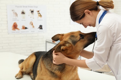 Professional veterinarian examining German Shepherd dog in clinic