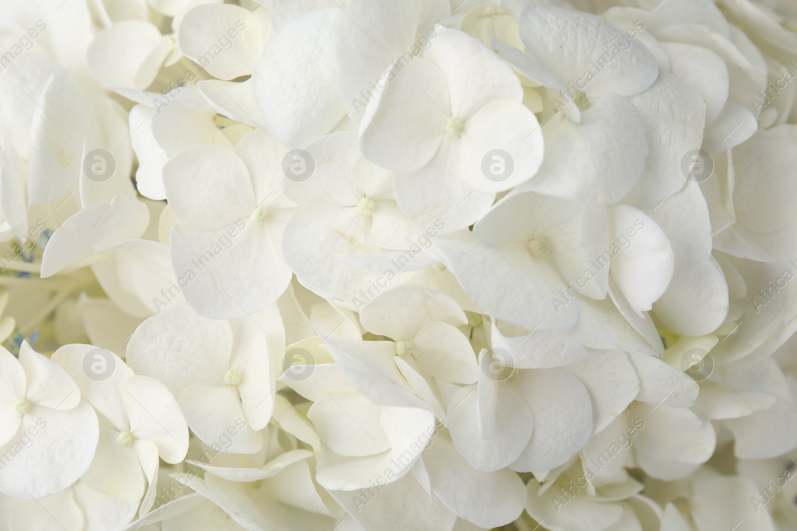 Photo of Beautiful white hydrangea flowers as background, top view