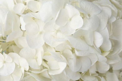 Photo of Beautiful white hydrangea flowers as background, top view