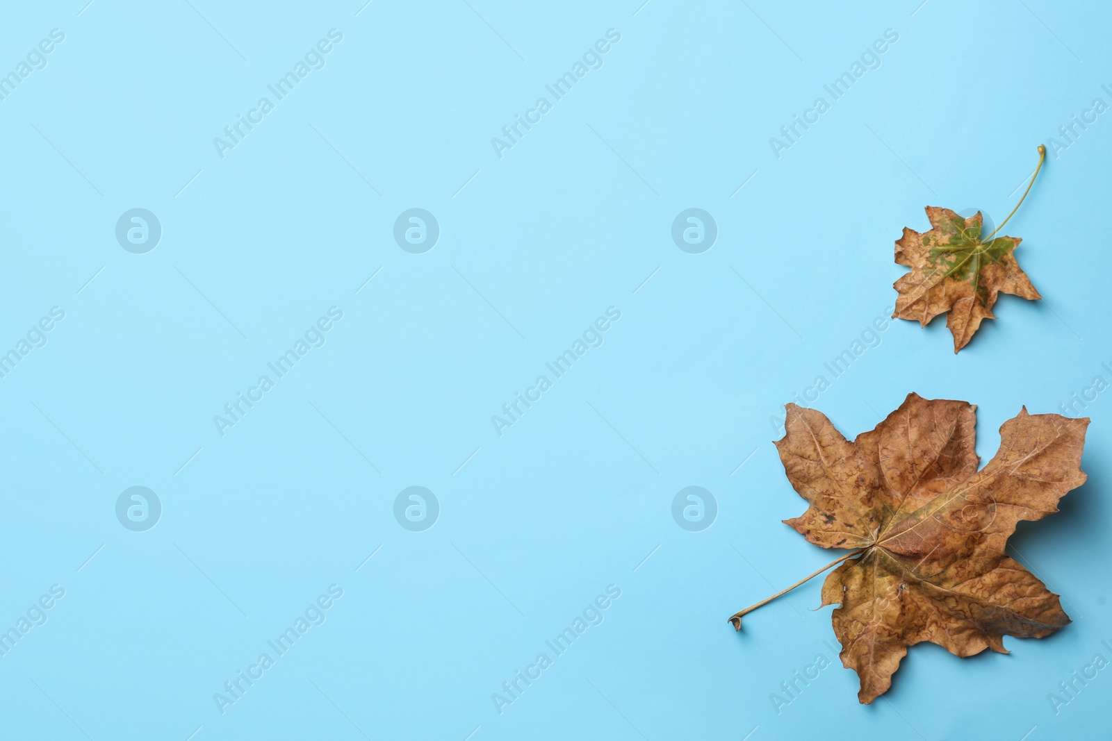 Photo of Dry autumn leaves on light blue background, flat lay. Space for text