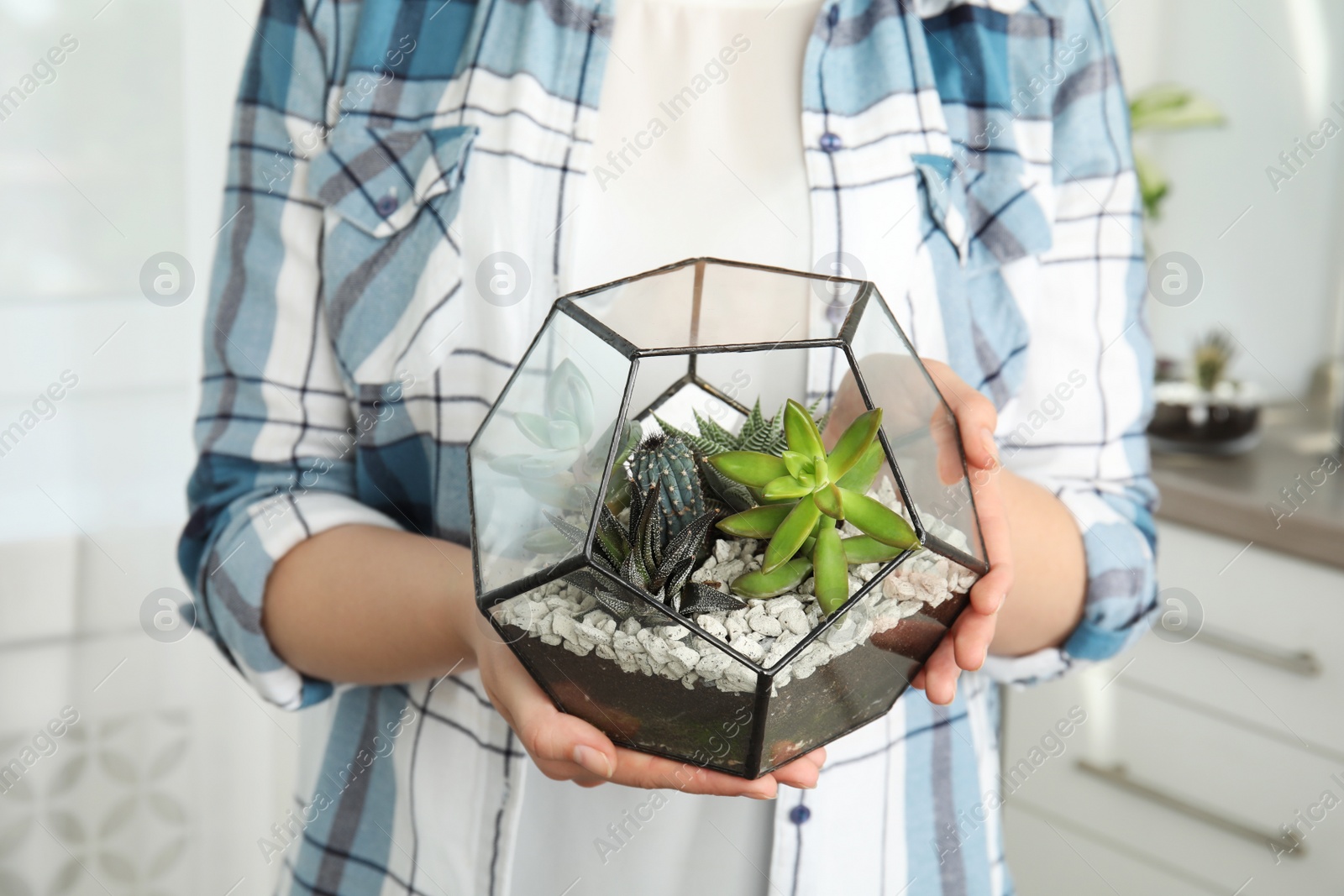 Photo of Young woman holding florarium with different succulents indoors, closeup