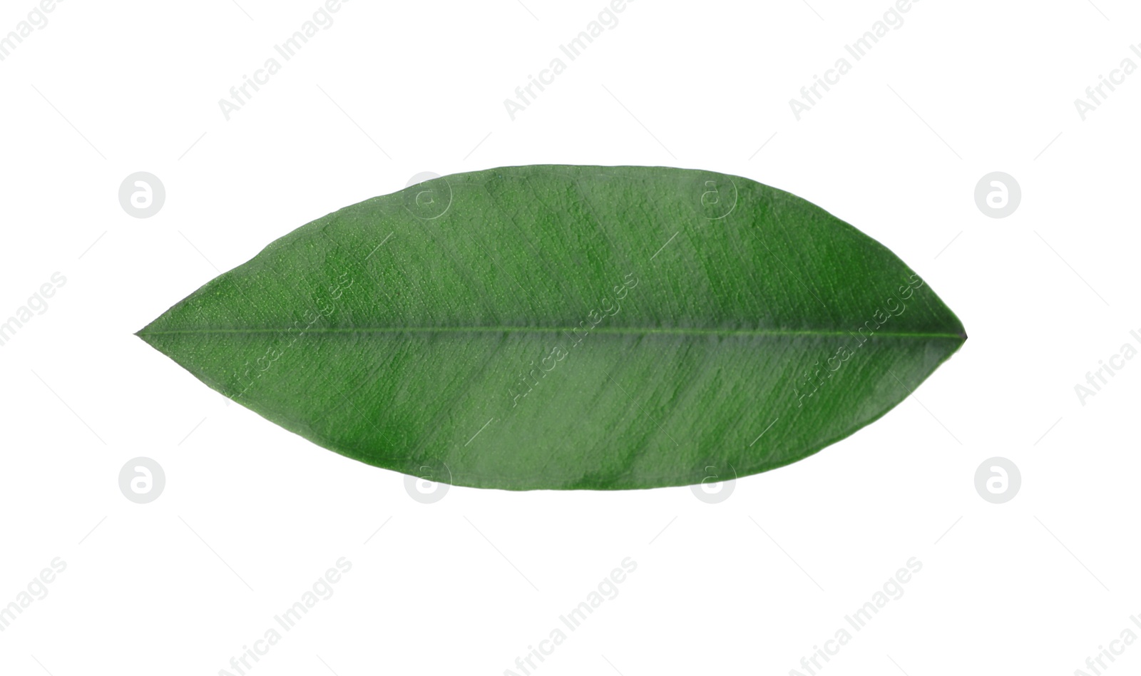 Photo of Fresh green orange leaf isolated on white