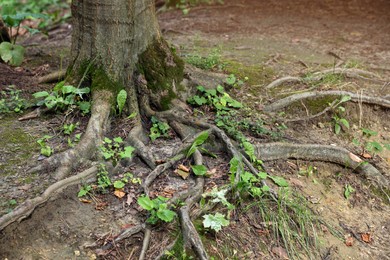 Photo of Tree roots visible through ground in forest