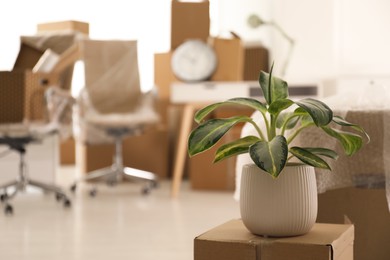 Cardboard box with houseplant in new office, space for text. Moving day