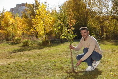 Mature man planting young tree in park on sunny day, space for text