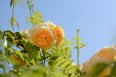 Photo of Beautiful yellow rose flowers blooming against blue sky