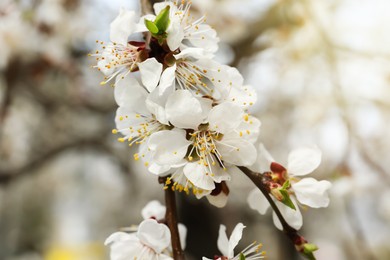 Photo of Beautiful apricot tree branch with tiny tender flowers outdoors, closeup. Awesome spring blossom