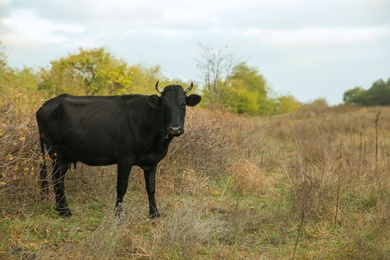 Photo of Black cow grazing on pasture. Farm animal