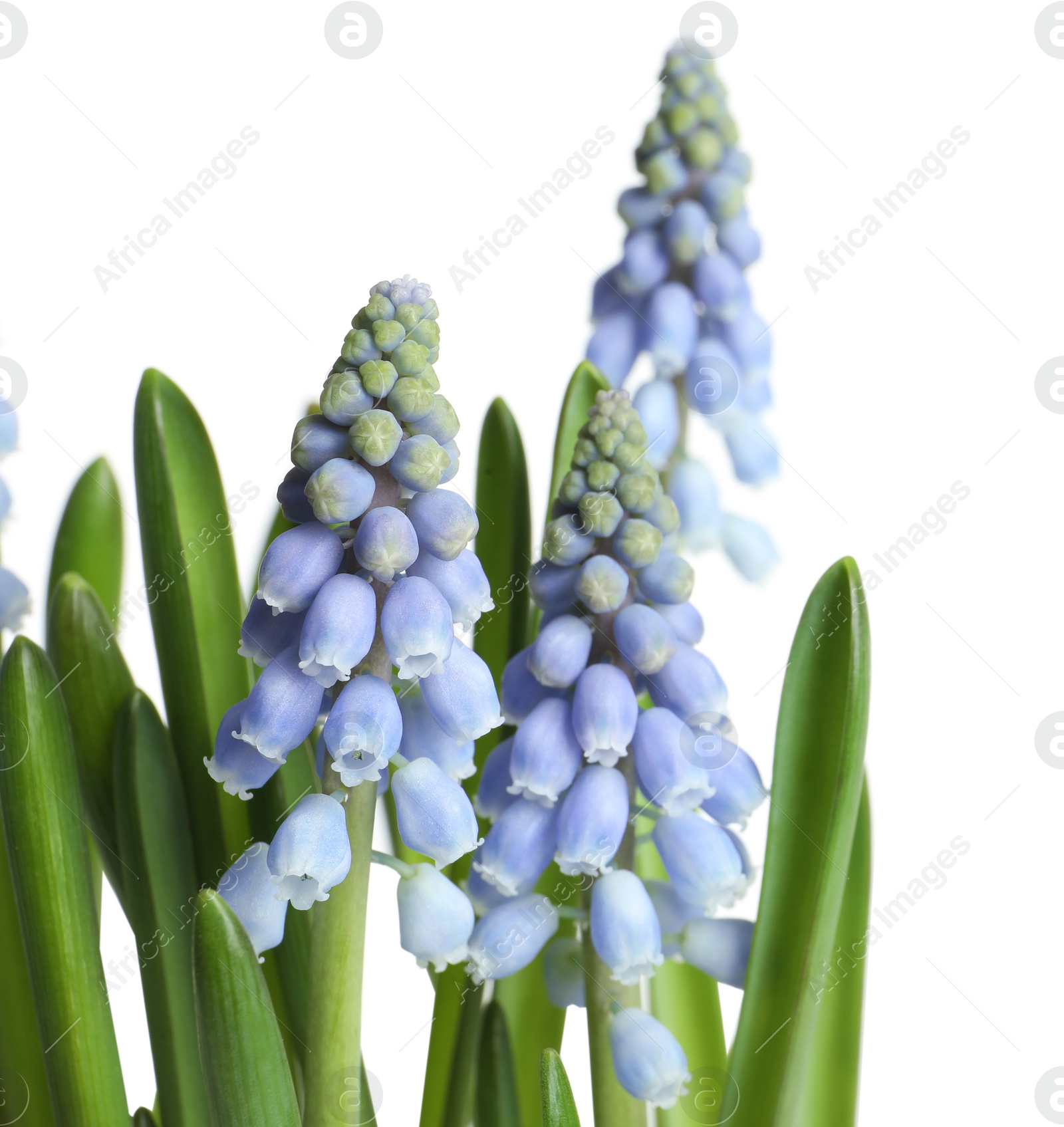 Photo of Beautiful spring muscari flowers on white background