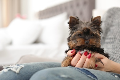 Photo of Woman holding Cute Yorkshire terrier puppy, closeup with space for text. Happy dog