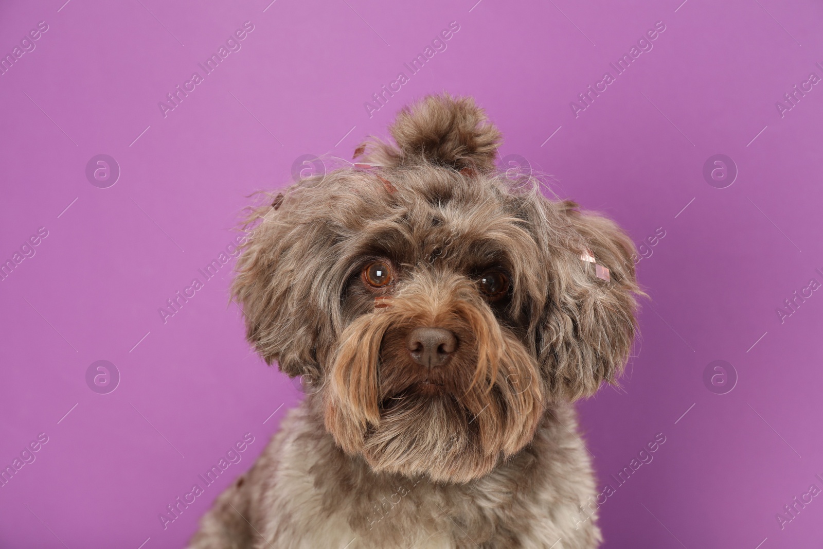 Photo of Cute Maltipoo dog on violet background. Lovely pet