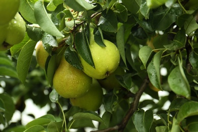 Photo of Ripe pears on tree branch in garden after rain