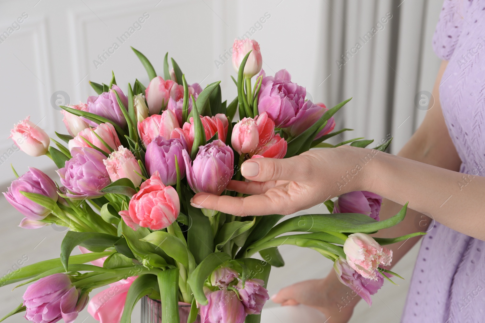 Photo of Woman putting bouquet of beautiful tulips in vase indoors, closeup