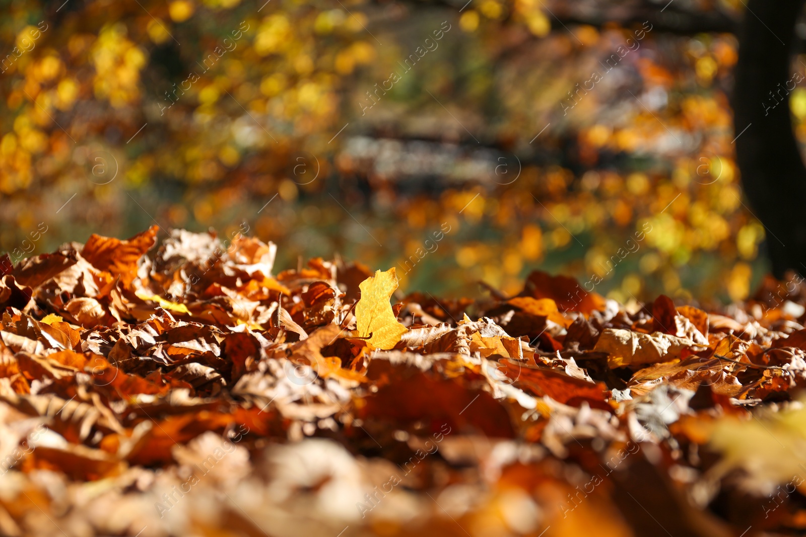 Photo of Ground covered with fallen leaves on sunny autumn day