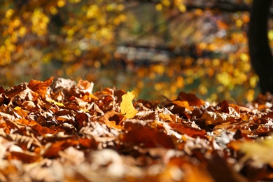 Photo of Ground covered with fallen leaves on sunny autumn day