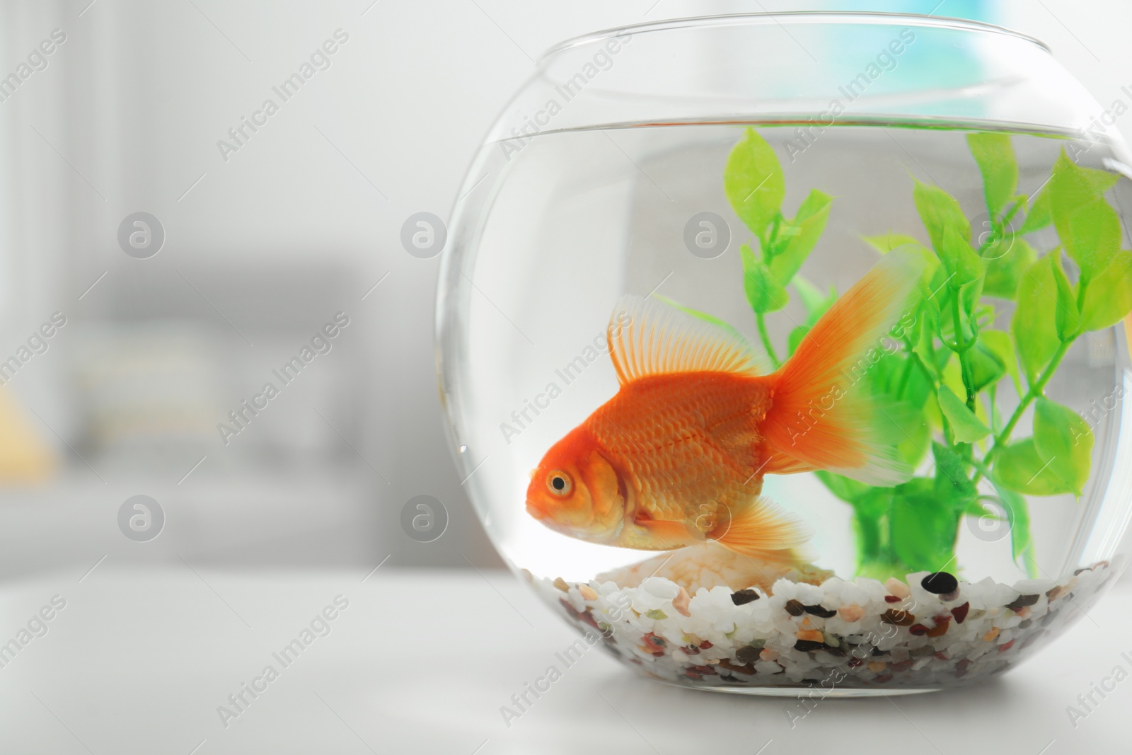 Photo of Beautiful bright small goldfish in round glass aquarium on white table indoors, closeup. Space for text