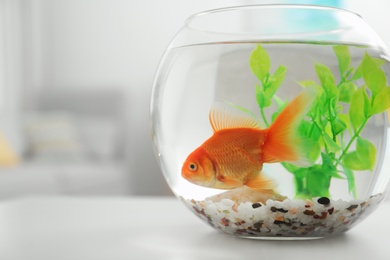 Beautiful bright small goldfish in round glass aquarium on white table indoors, closeup. Space for text