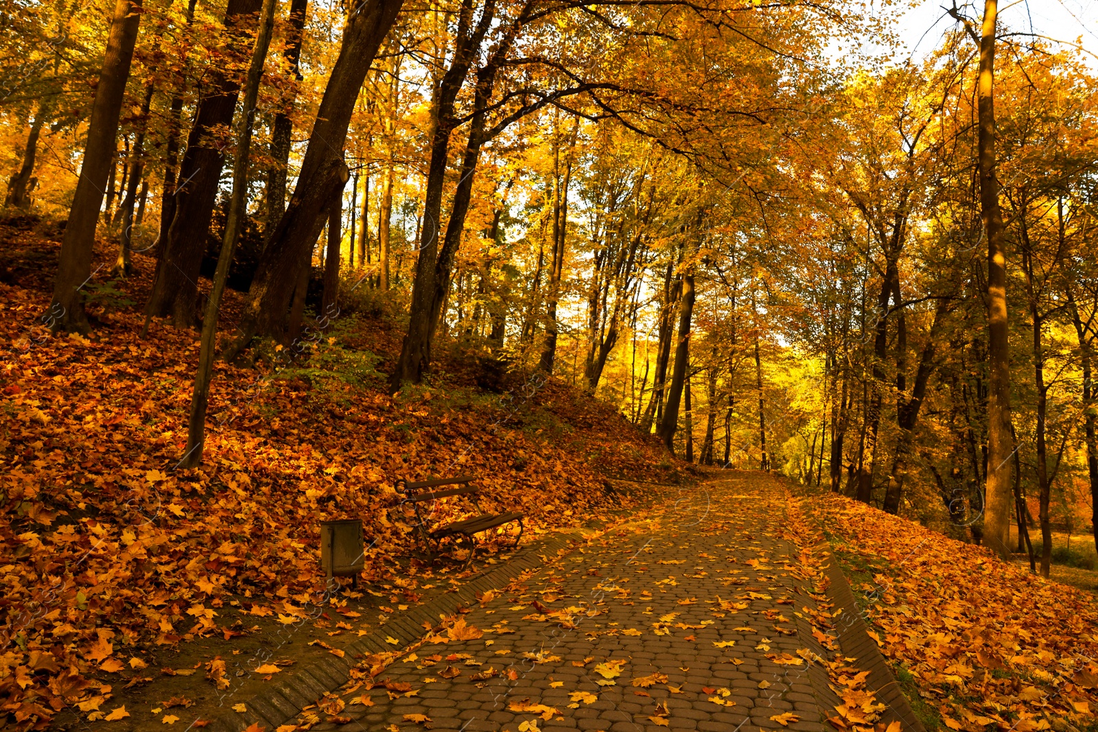 Photo of Beautiful yellowed trees and paved pathway in park