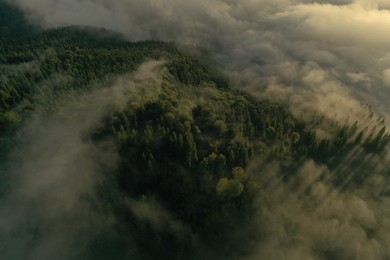 Photo of Aerial view of beautiful forest with conifer trees on foggy morning