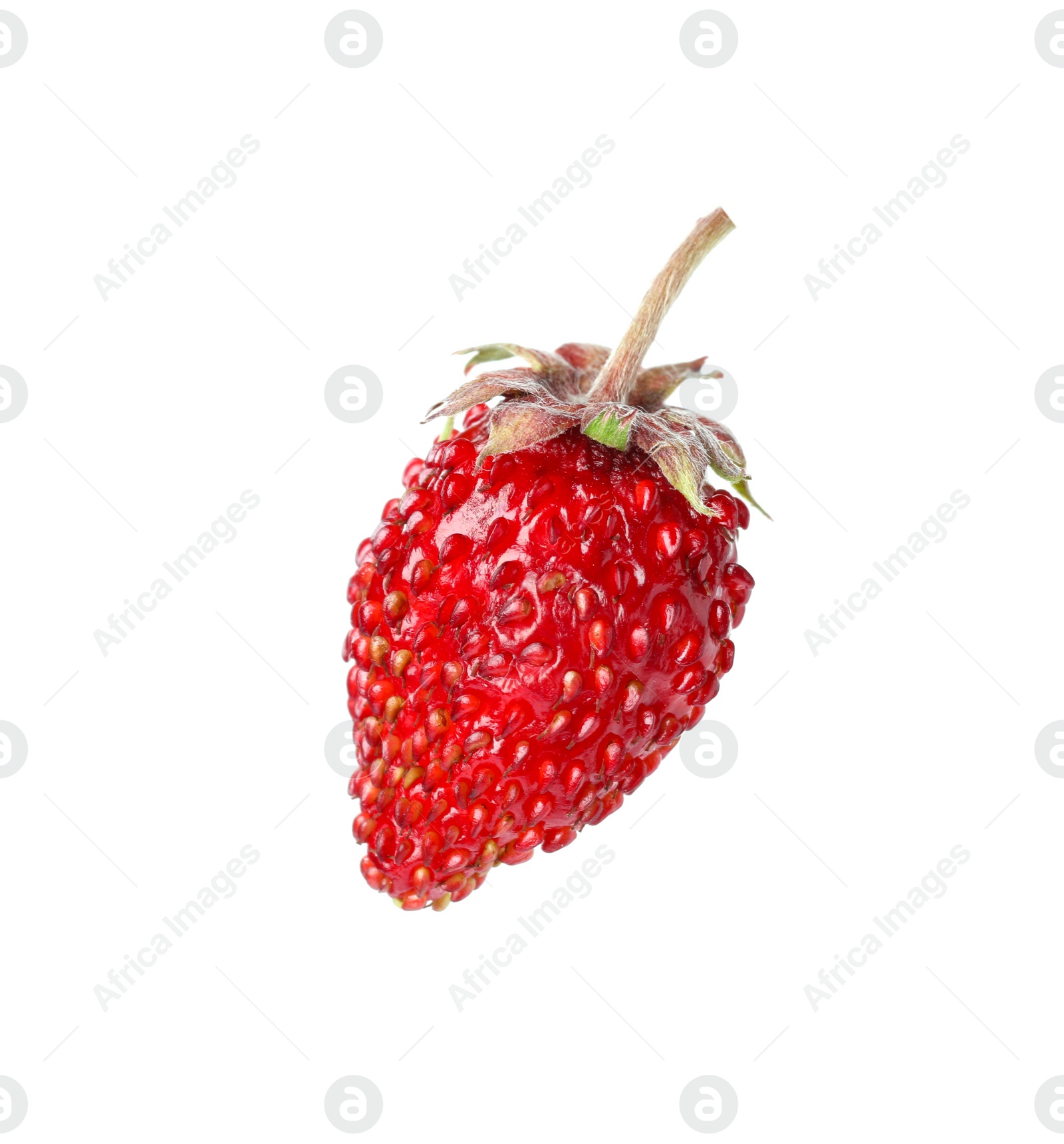 Photo of One ripe wild strawberry isolated on white