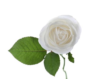 Blooming rose isolated on white. Beautiful flower