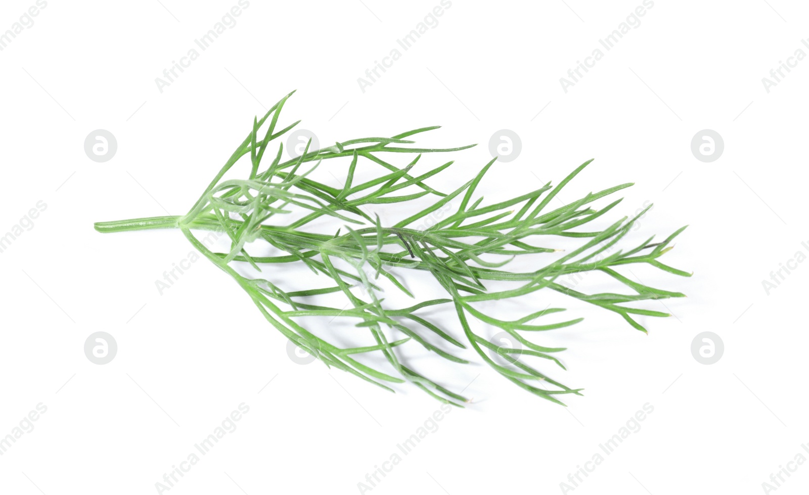 Photo of One sprig of fresh dill isolated on white