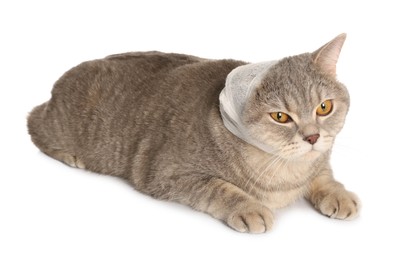 Photo of Cute scottish straight cat with bandage on ear against white background