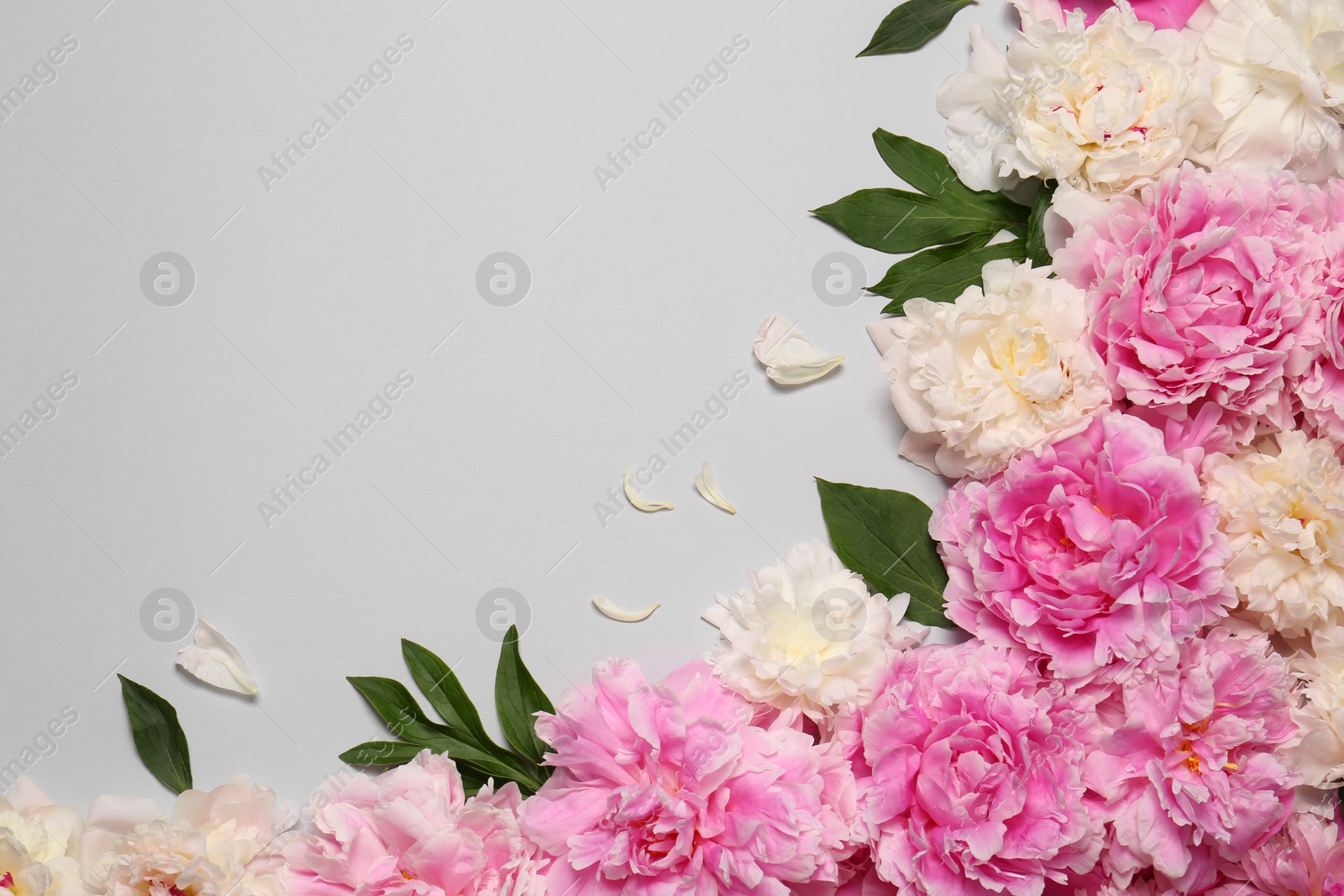 Photo of Beautiful peony flowers and green leaves on light grey background, flat lay. Space for text