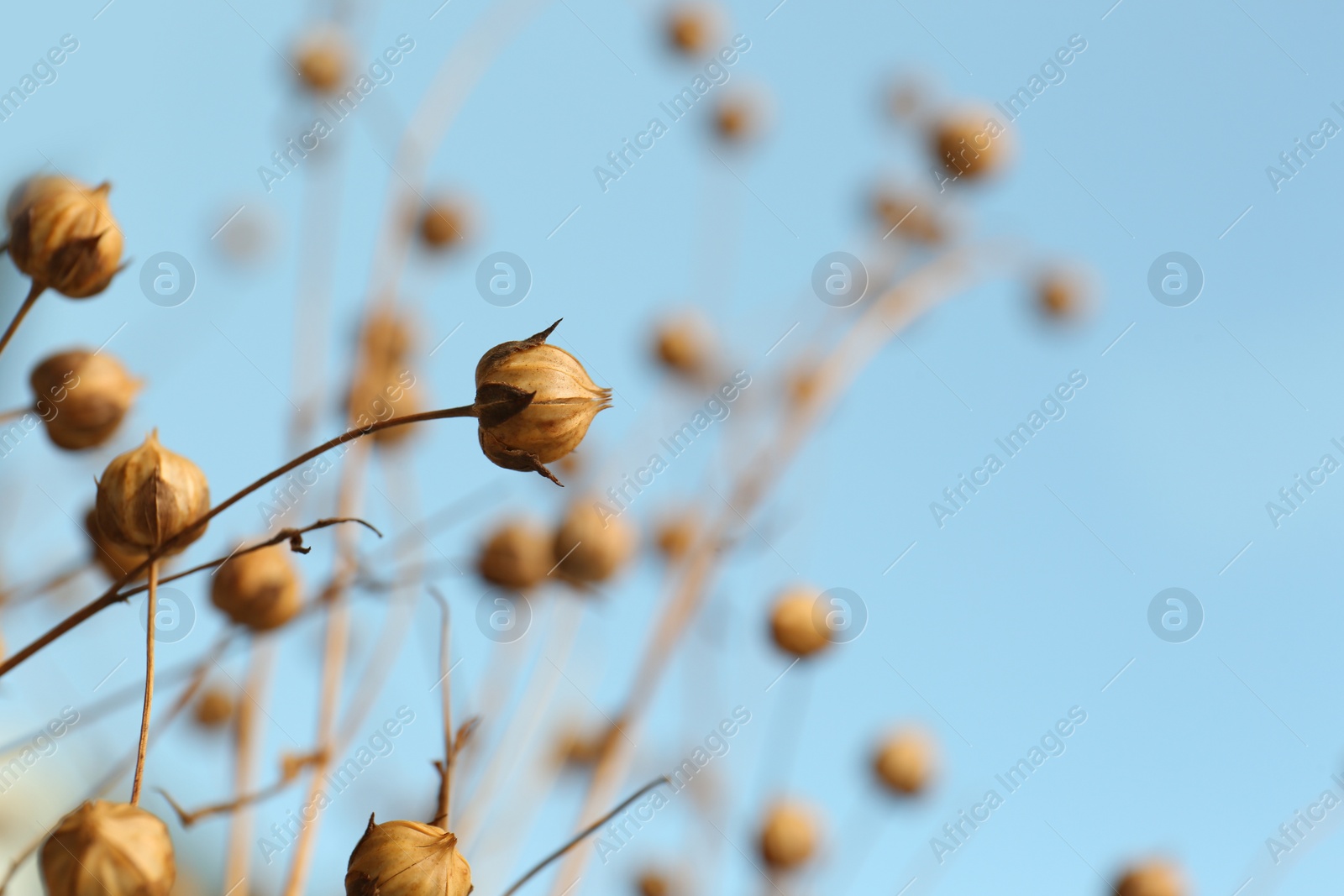 Photo of Beautiful dry flax plants against blurred background, closeup. Space for text