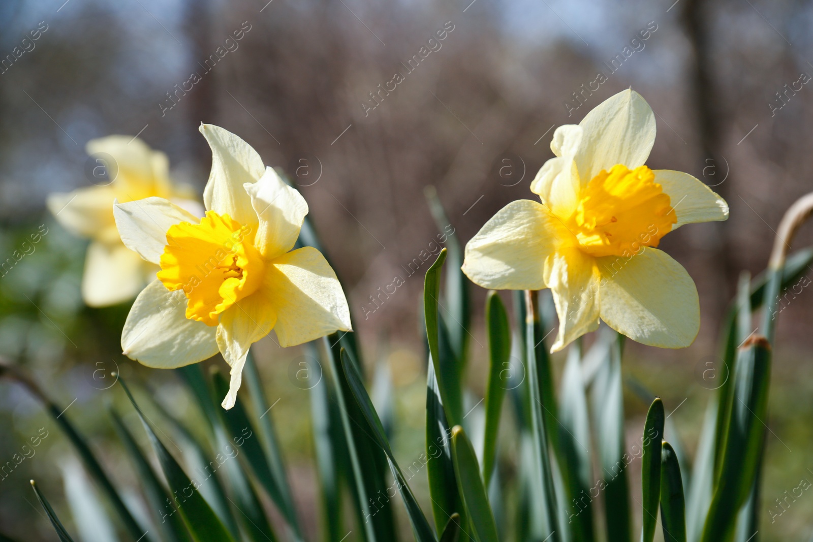 Photo of Beautiful yellow daffodils outdoors on spring day, closeup