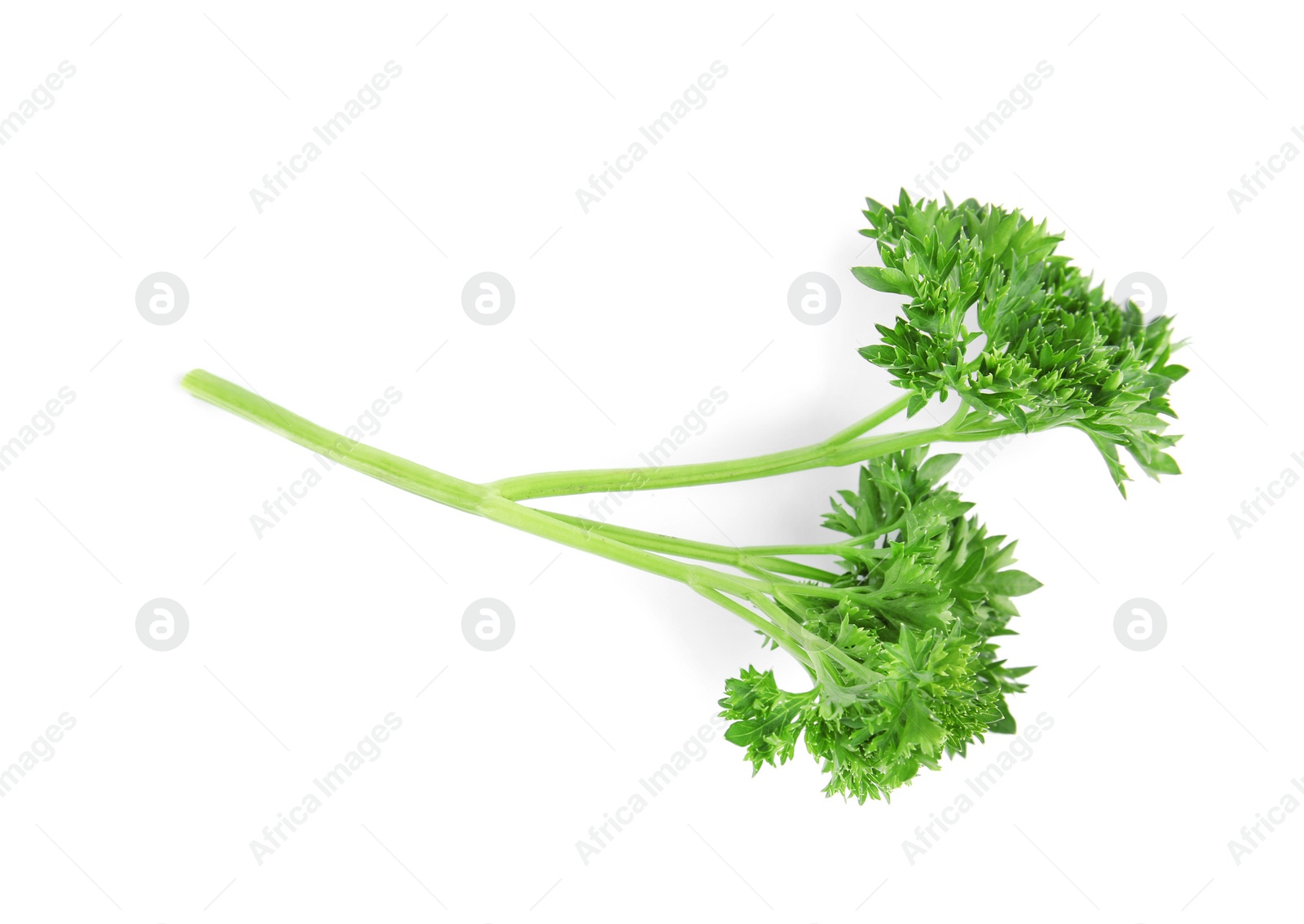 Photo of Fresh green organic parsley on white background