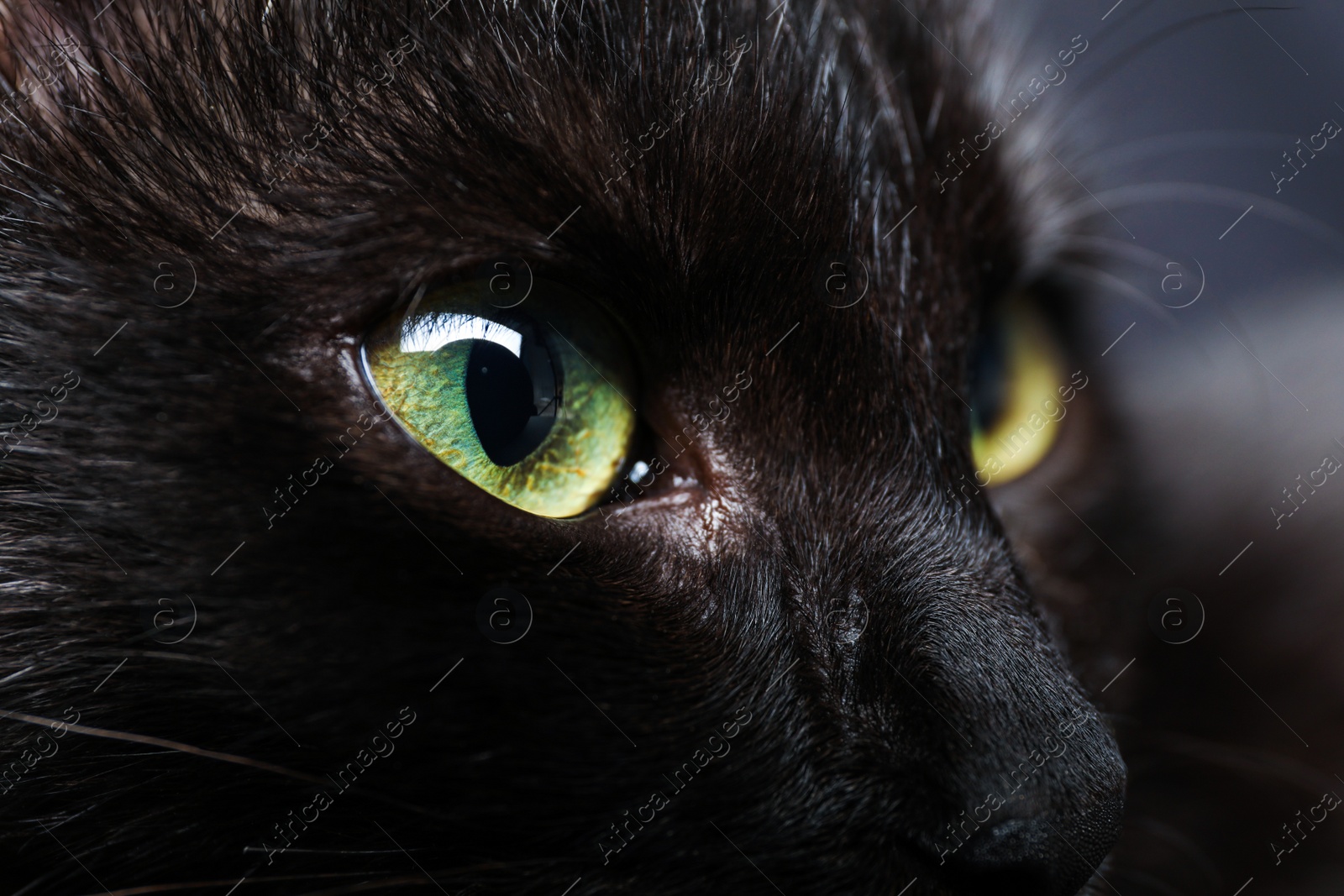 Photo of Black cat with beautiful eyes on dark background, closeup