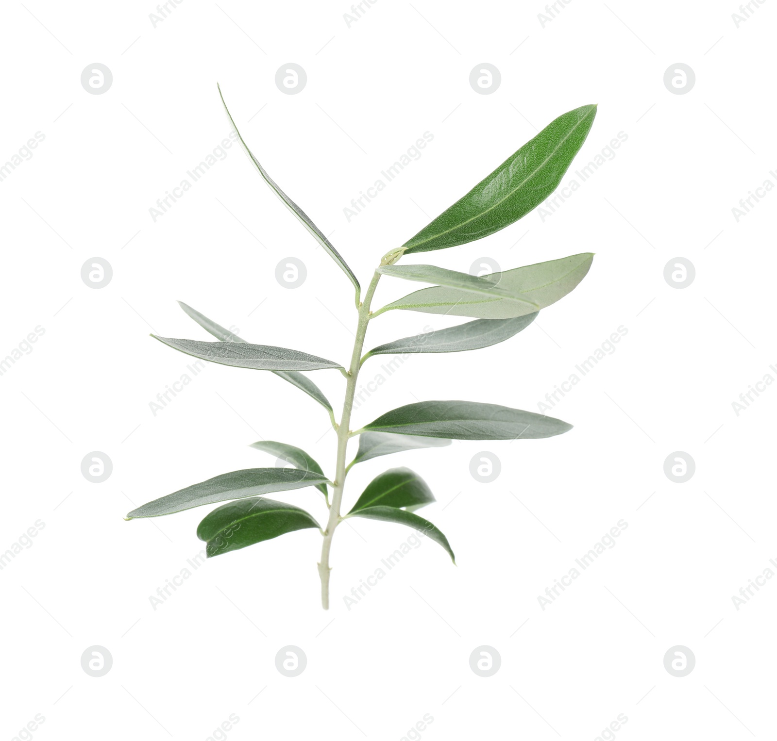 Photo of Twig with fresh green olive leaves on white background