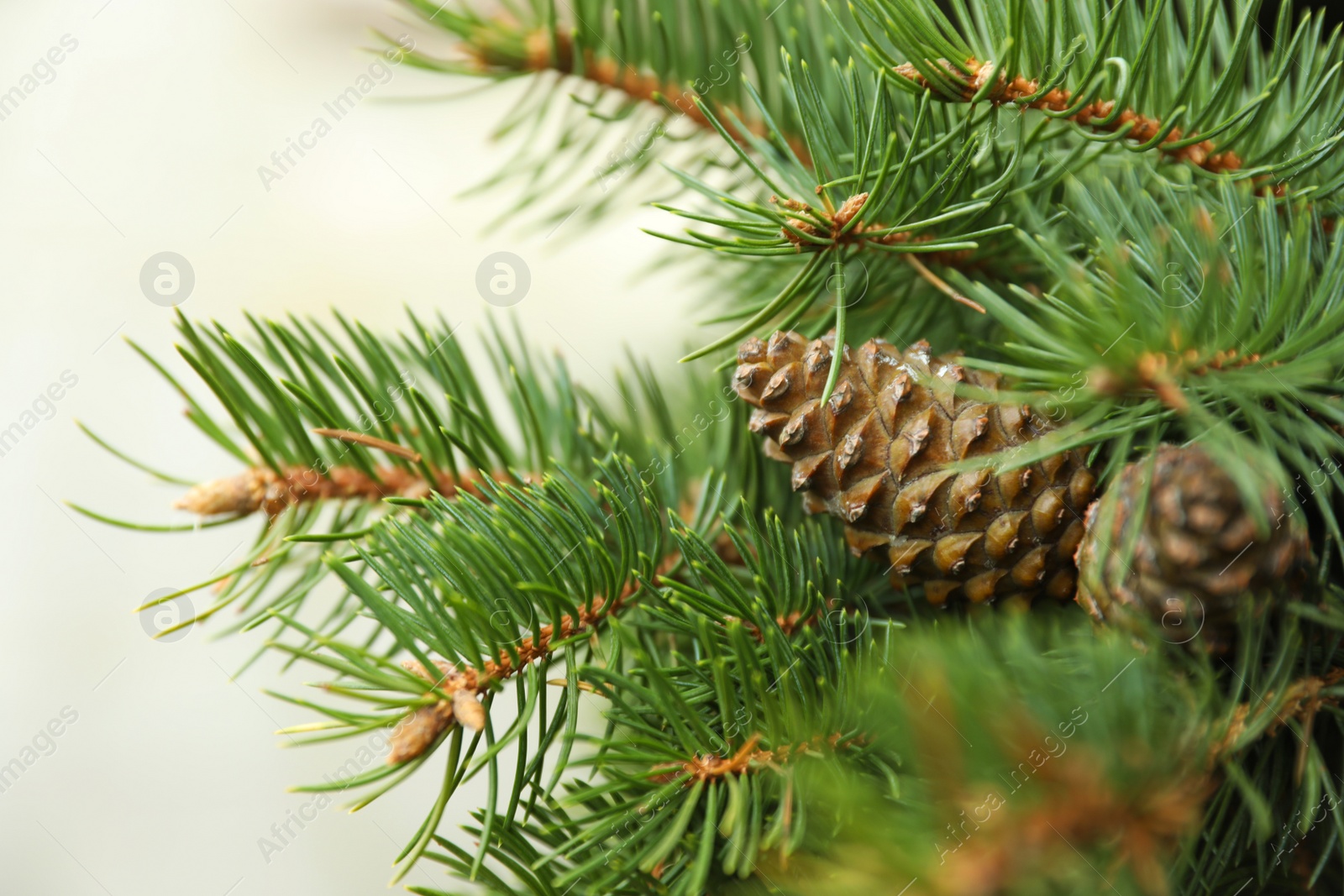 Photo of Cones growing on fir branch outdoors, closeup