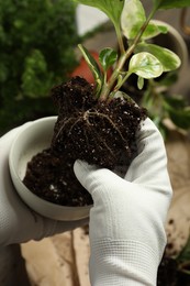 Person holding house plant with soil above table, closeup