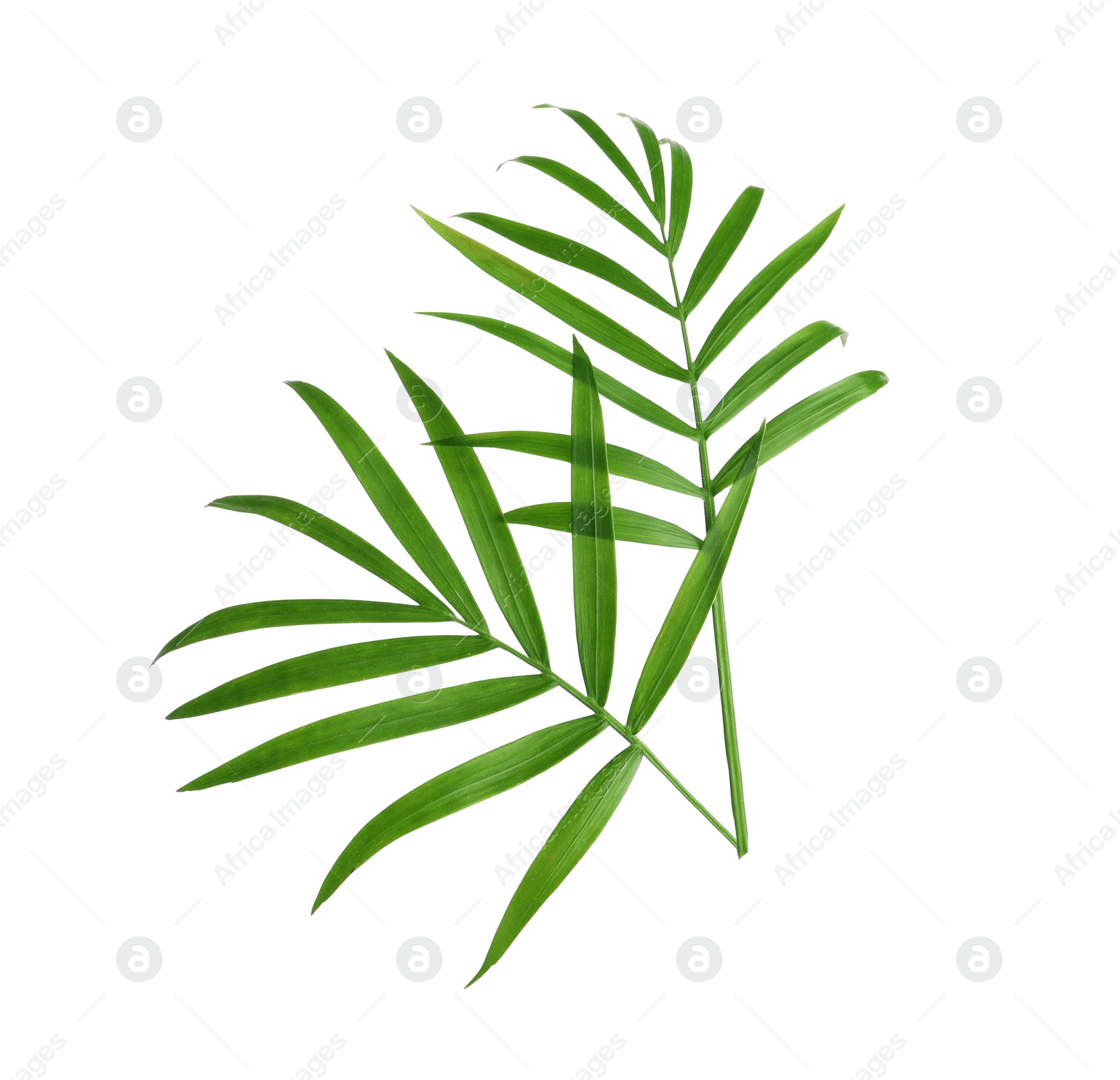 Photo of Beautiful green coconut leaves on white background