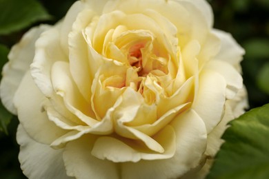 Closeup view of beautiful blooming white rose