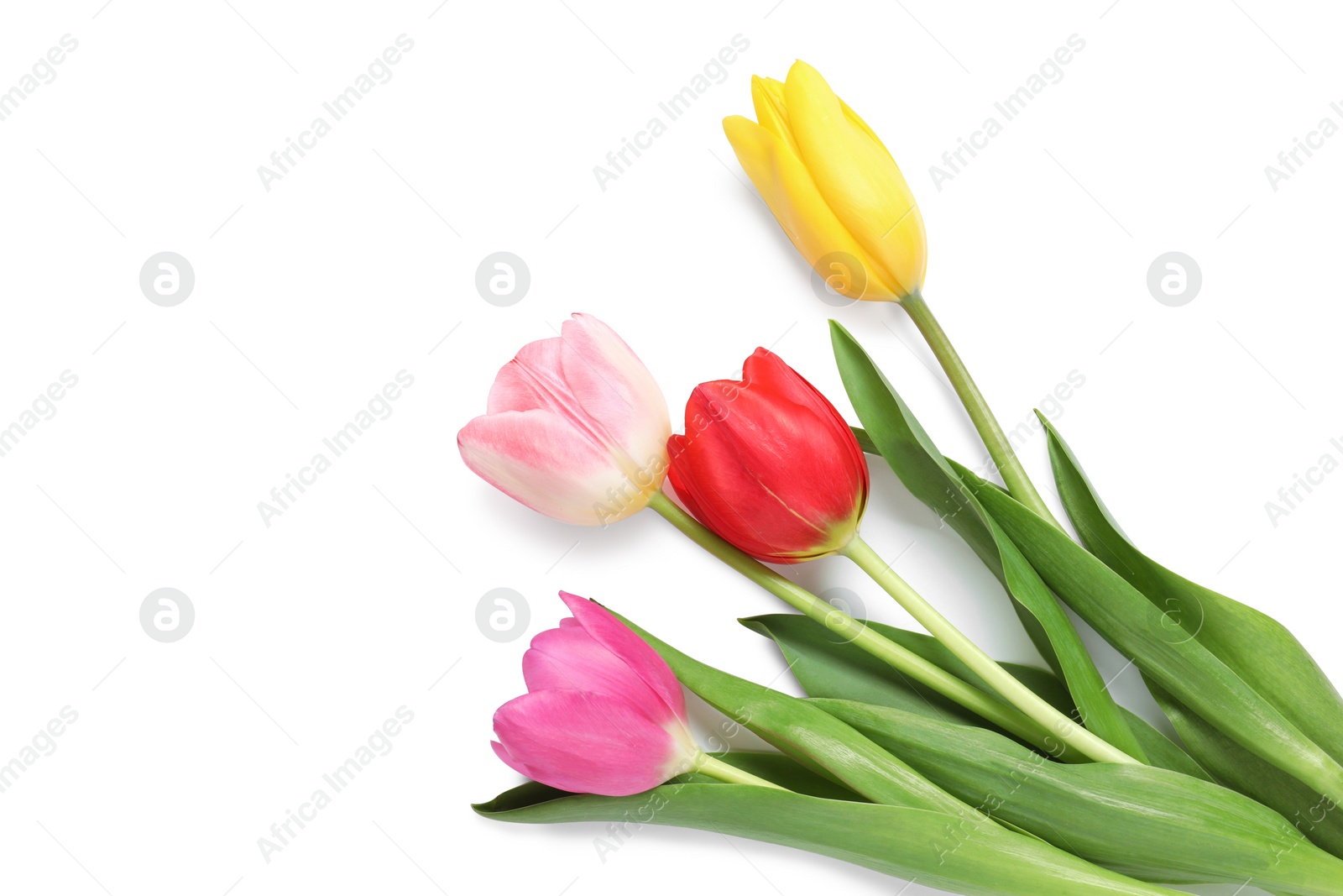 Photo of Beautiful colorful tulips on white background, top view