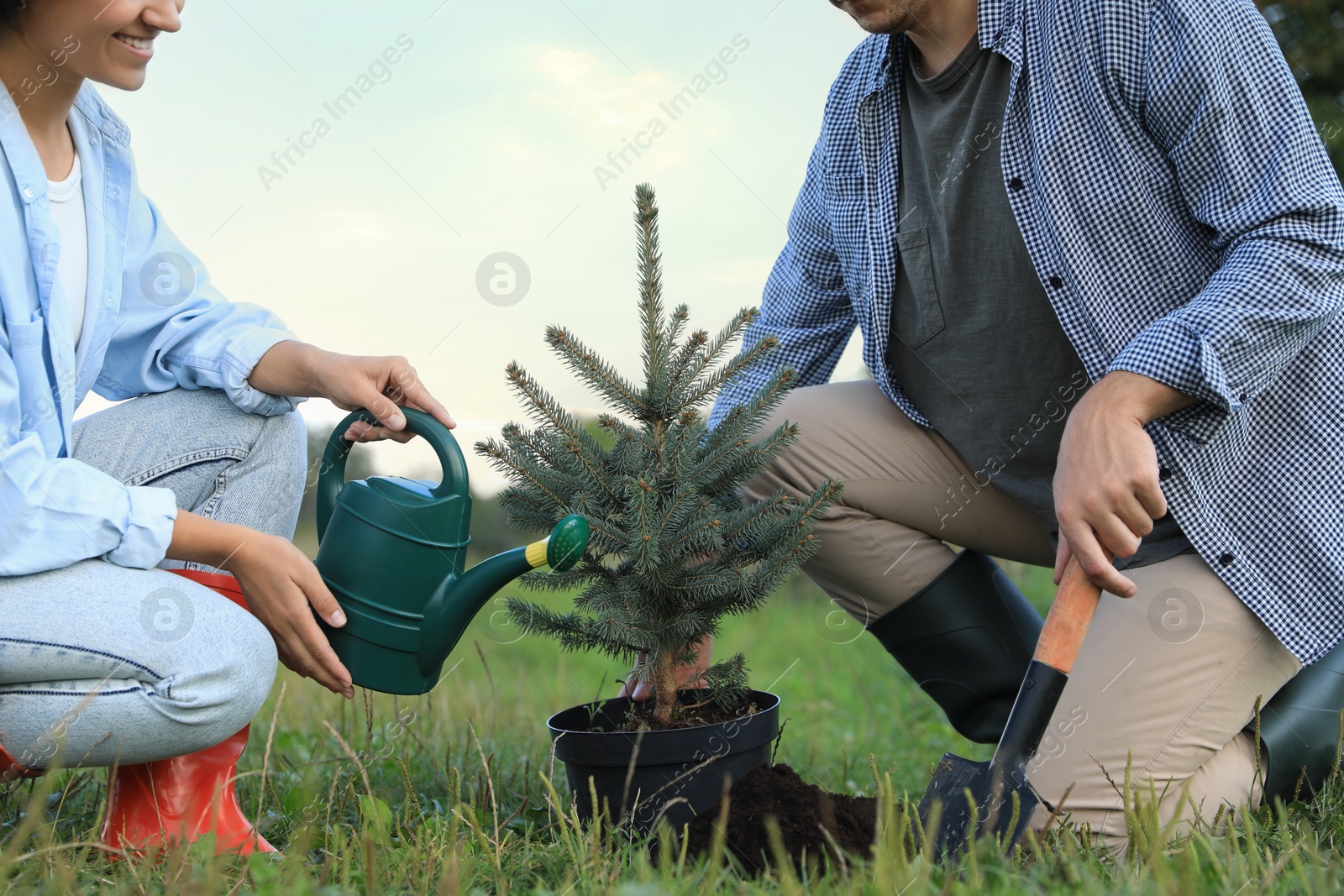 Photo of Couple planting conifer tree in park, closeup