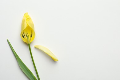 Yellow tulip on beige background, flat lay and space for text. Menopause concept