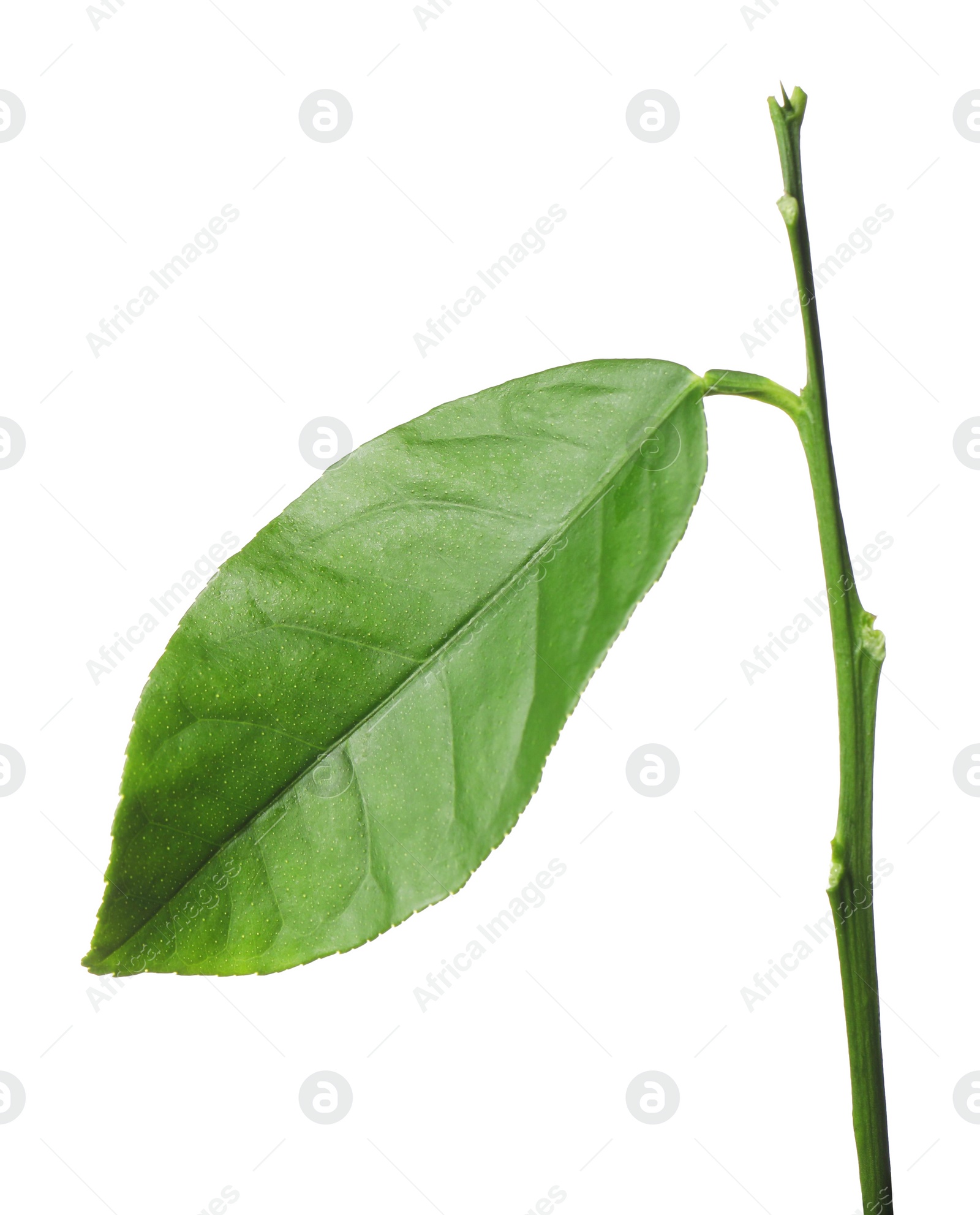 Photo of Green leaf of lemon tree isolated on white