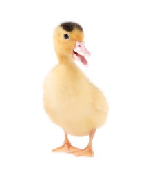 Photo of Baby animal. Cute fluffy duckling on white background