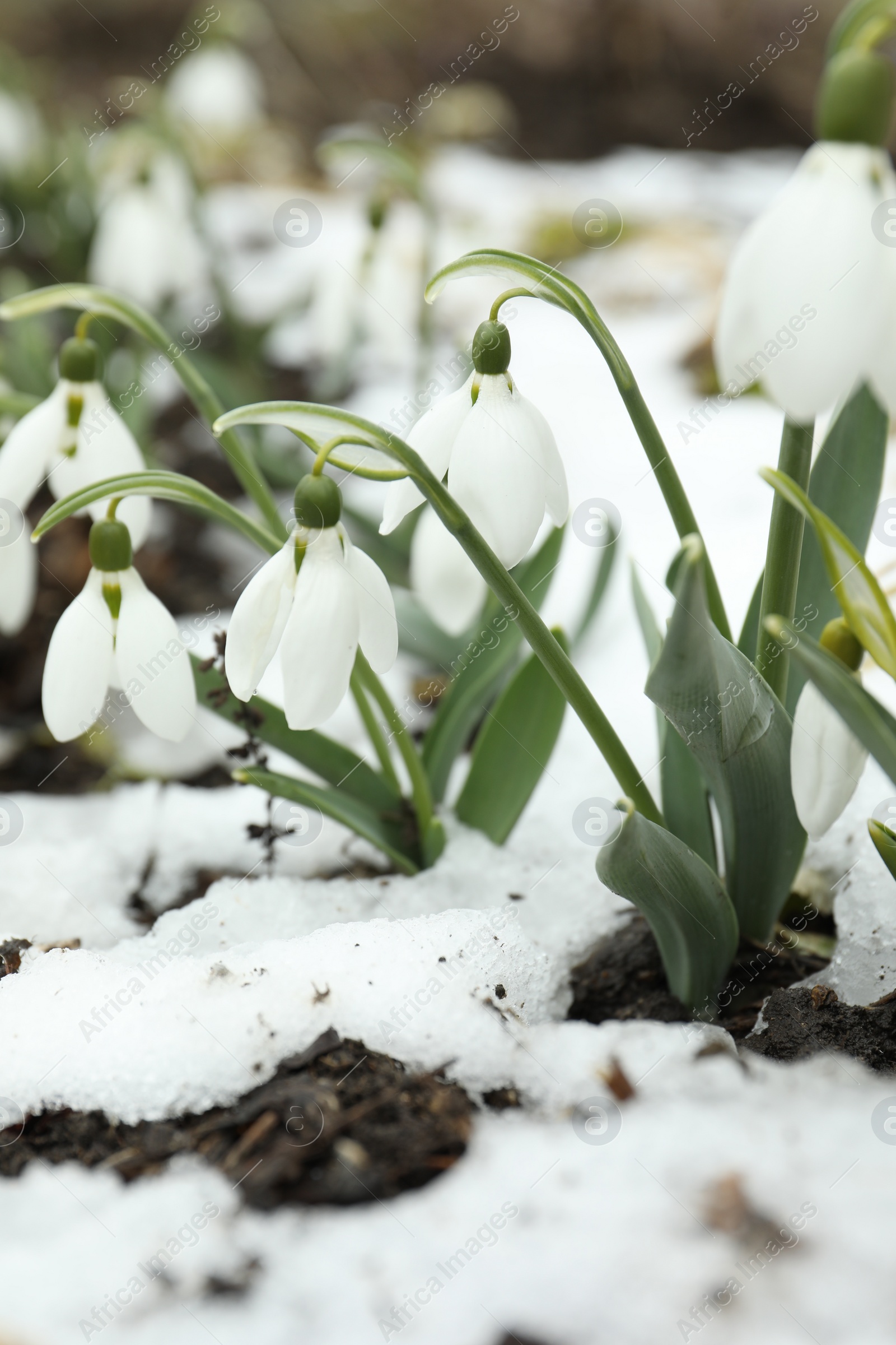 Photo of Beautiful blooming snowdrops growing outdoors. Spring flowers